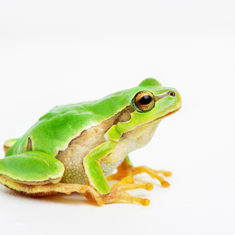 Kambo frog